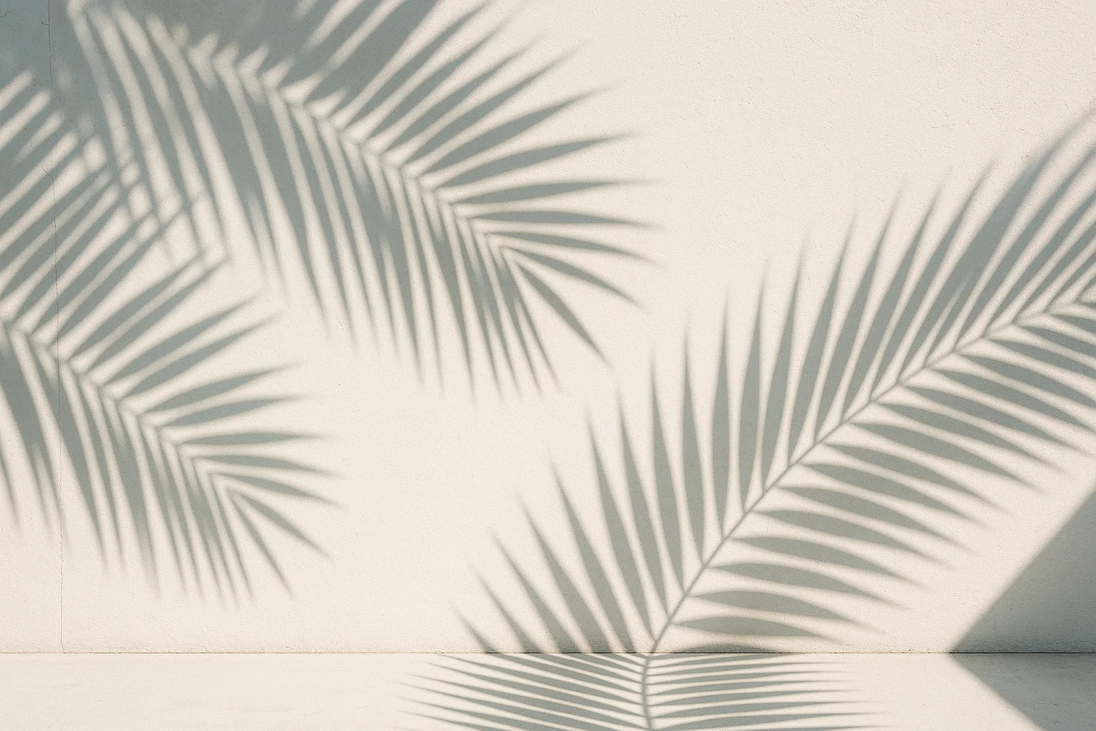 Shadow of palm branches against a wall